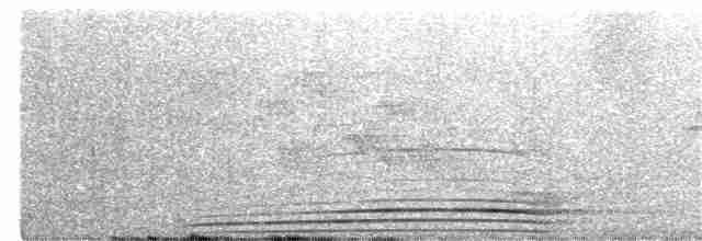 Трагопан синьогорлий - ML345040611