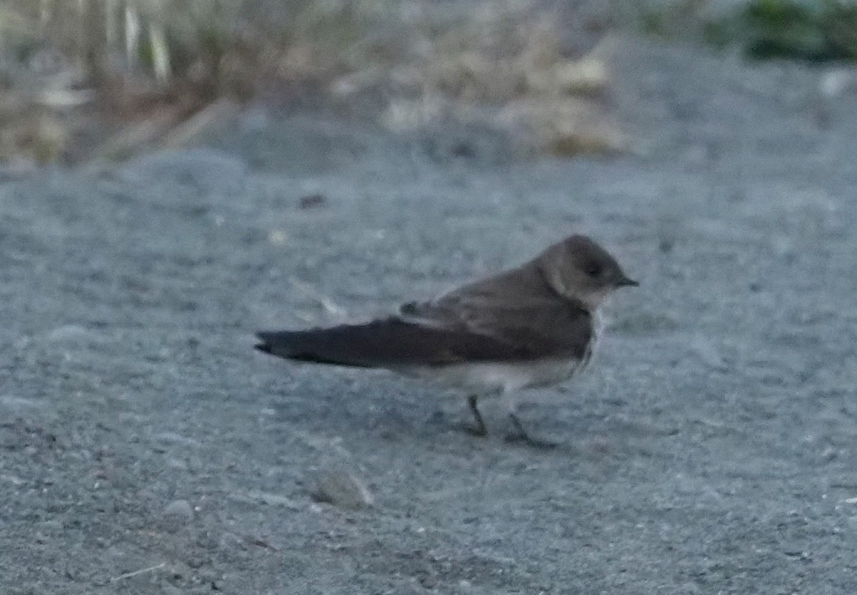 Northern Rough-winged Swallow - ML345041651