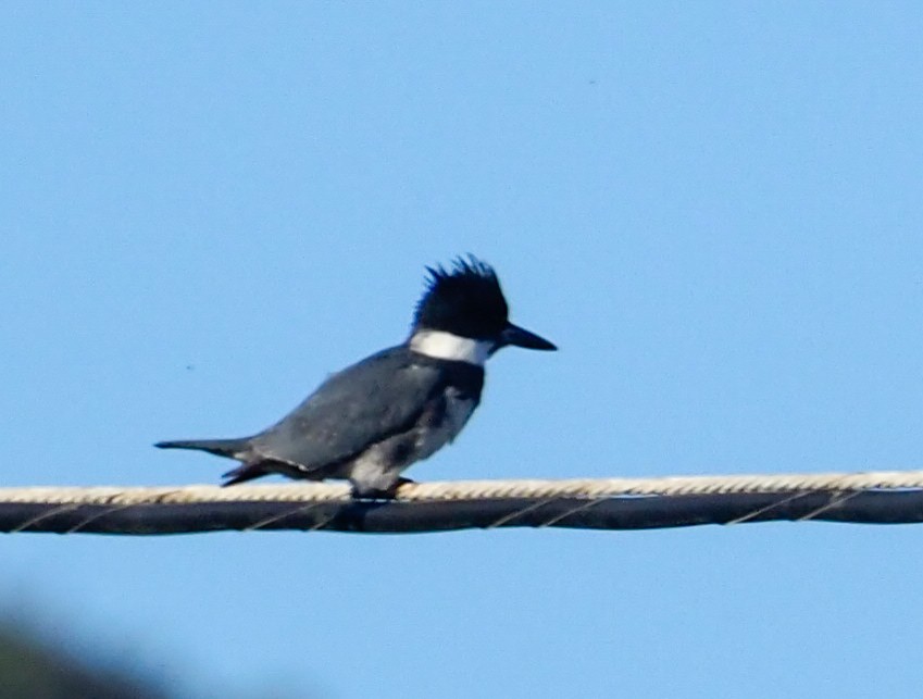 Belted Kingfisher - ML345041711