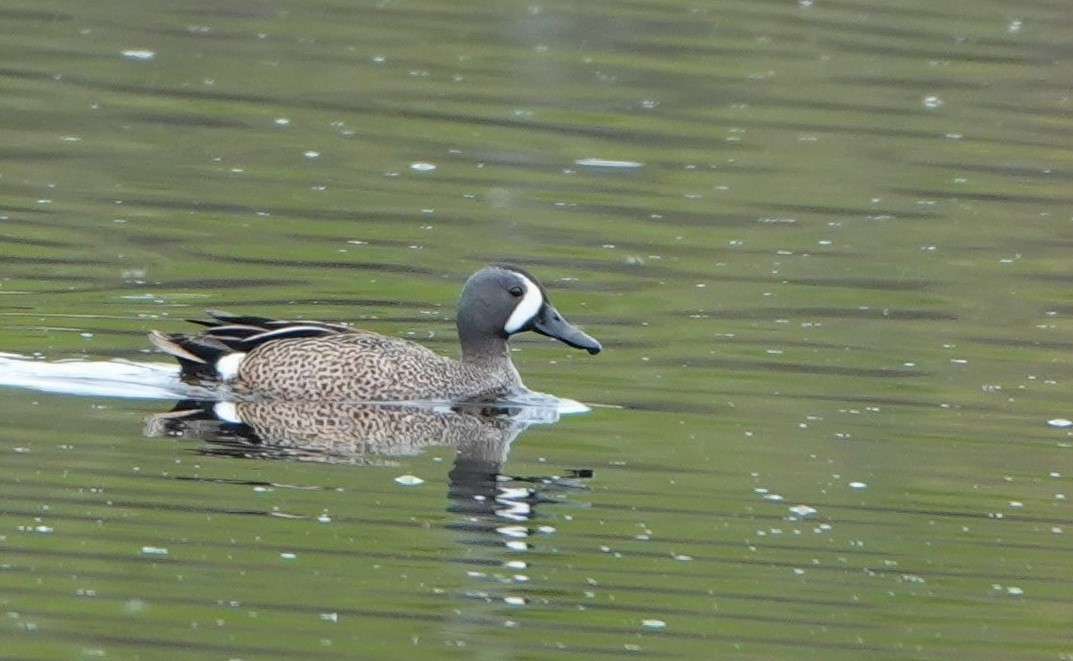 Blue-winged Teal - ML345047701
