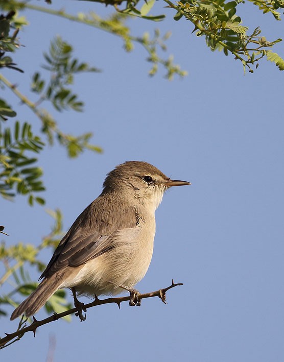 Booted Warbler - ML345053611