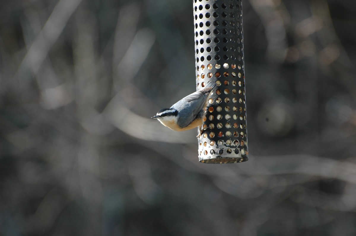 Red-breasted Nuthatch - ML34505881