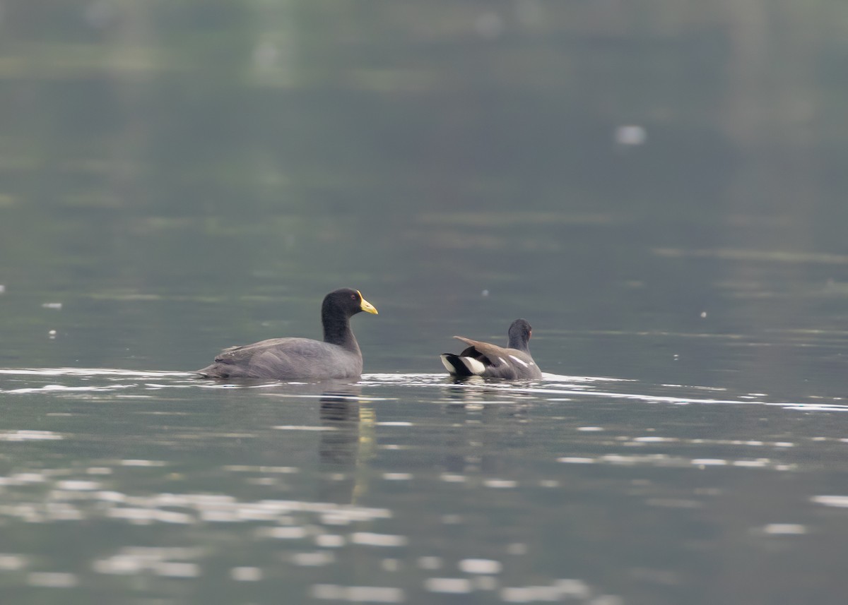White-winged Coot - ML345062431