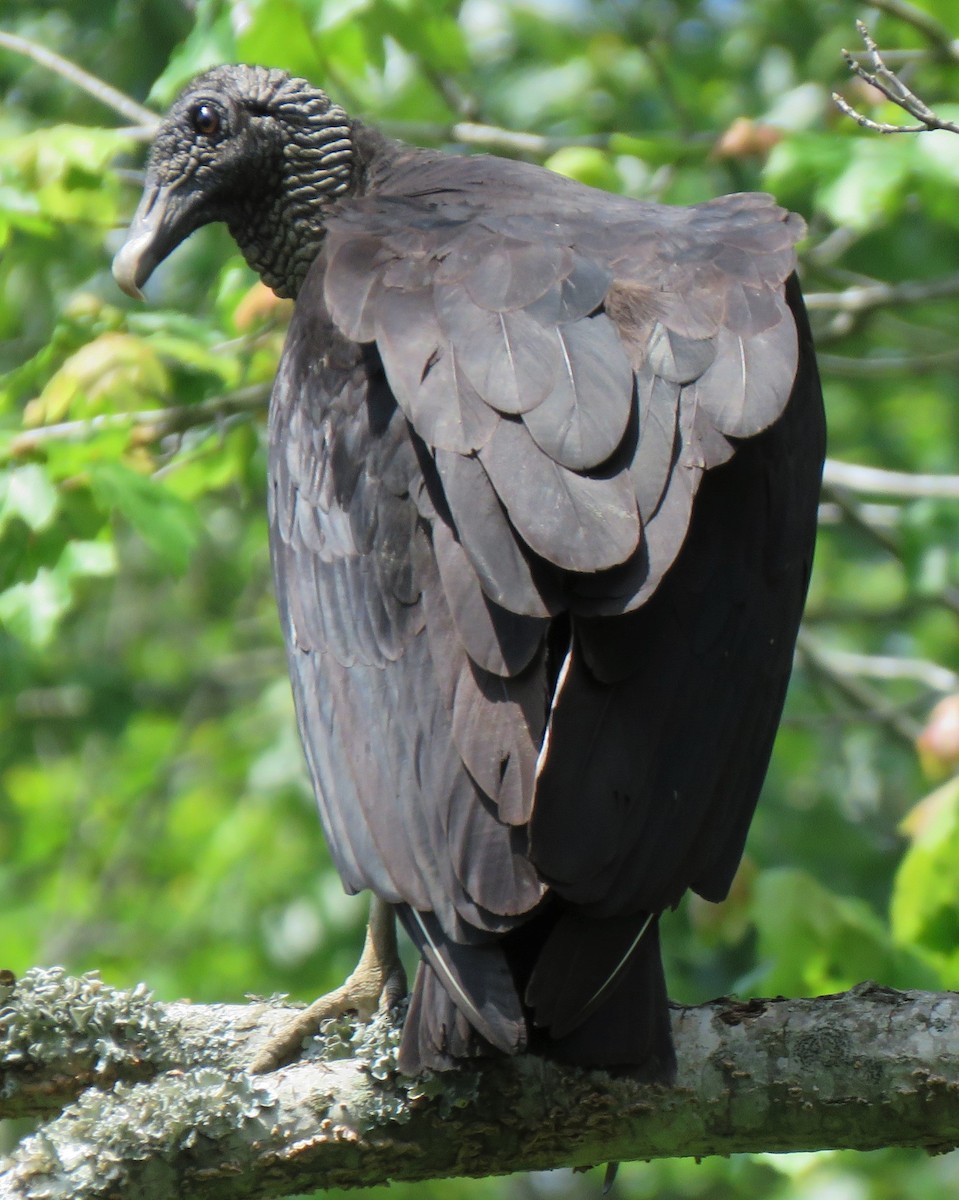 Black Vulture - ML345064851