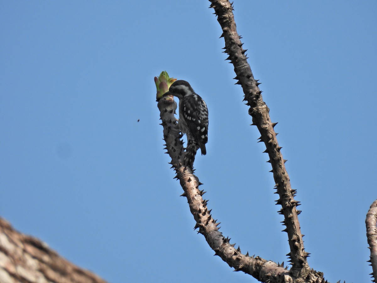 Brown-capped Pygmy Woodpecker - ML345067711