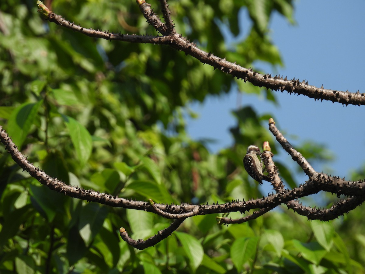 Brown-capped Pygmy Woodpecker - Sumedh Jog