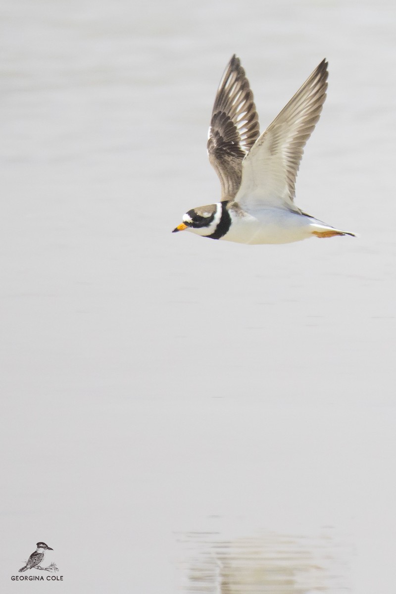 Common Ringed Plover - ML345069641
