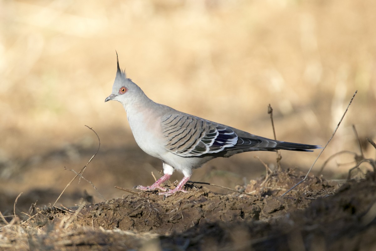 Crested Pigeon - John Cantwell