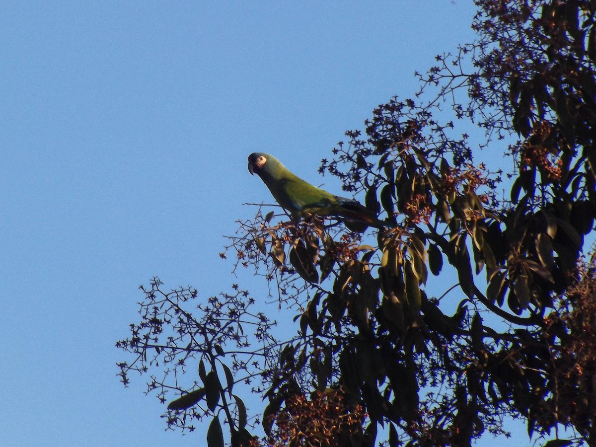Blue-winged Macaw - ML345079091