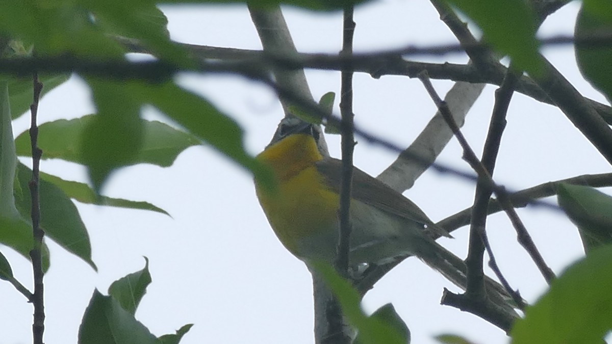 Yellow-breasted Chat - Avery Fish