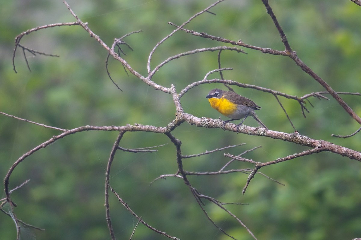 Yellow-breasted Chat - Kyle Tansley