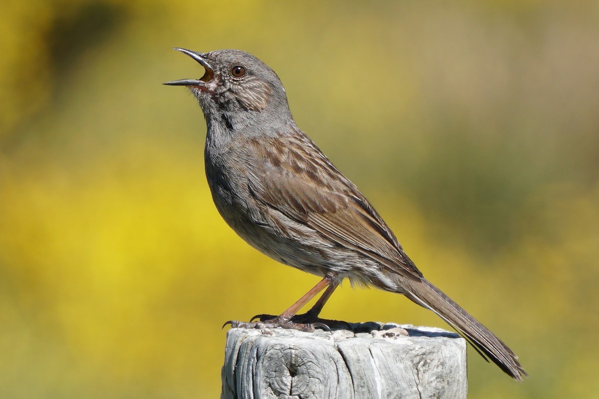 Dunnock - Miguel Rouco