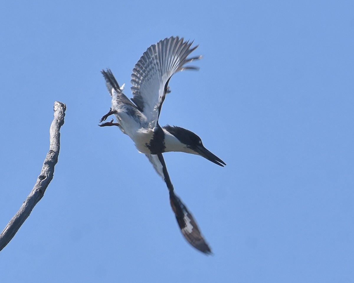 Belted Kingfisher - Brian Hicks