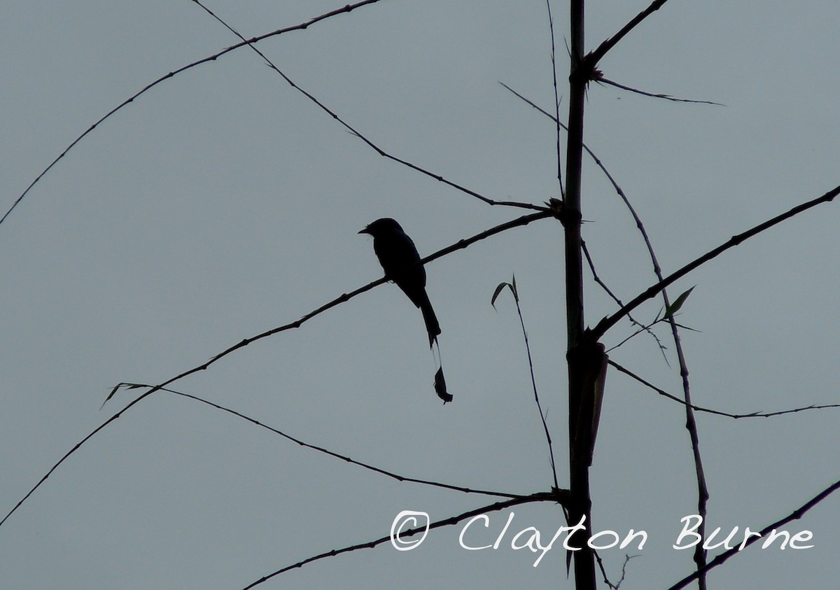 Greater Racket-tailed Drongo - Clayton Burne