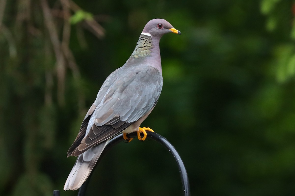Band-tailed Pigeon - ML345089731