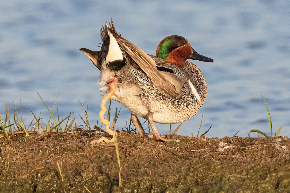Green-winged Teal (American) - Sam Zhang