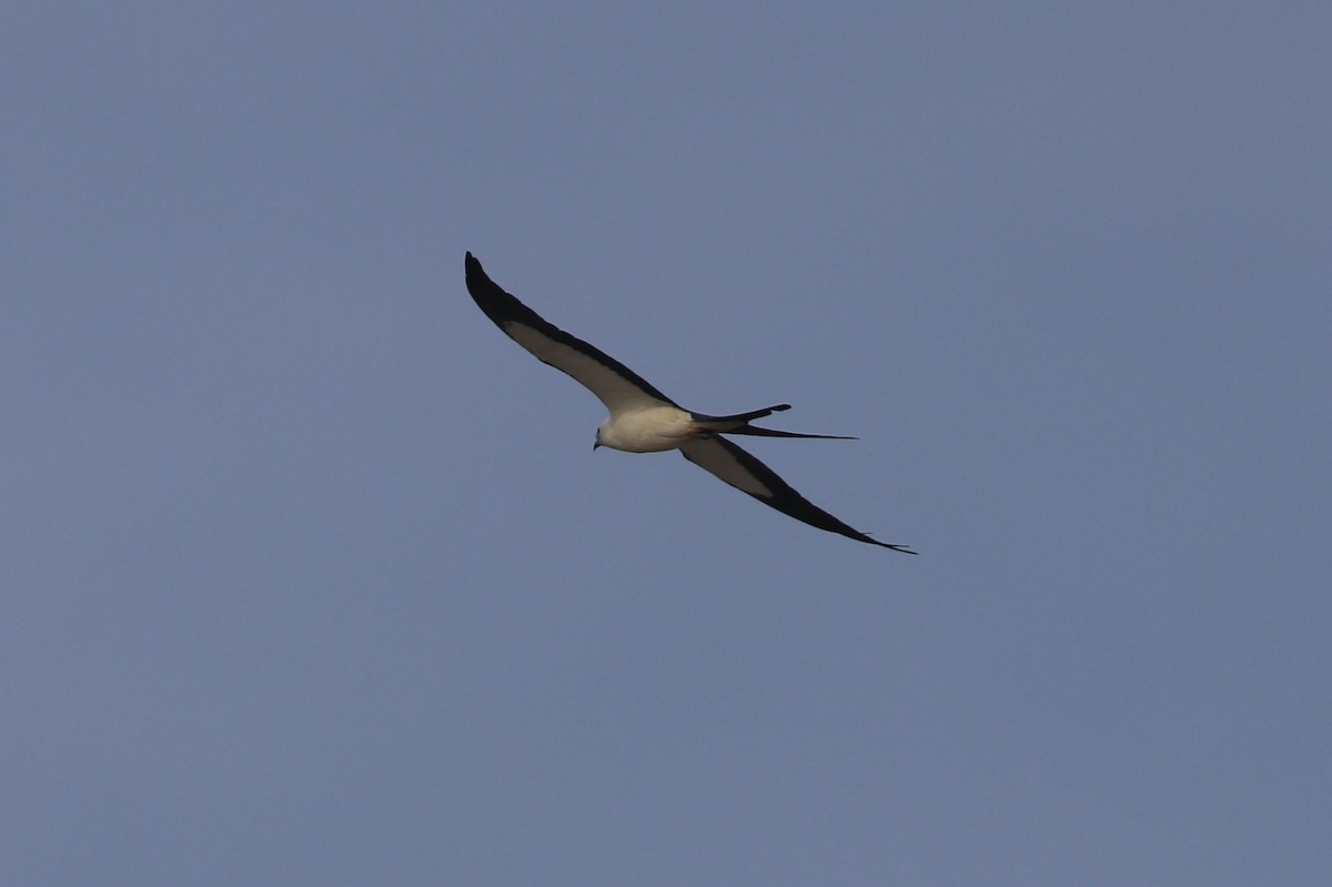 Swallow-tailed Kite - ML345092551