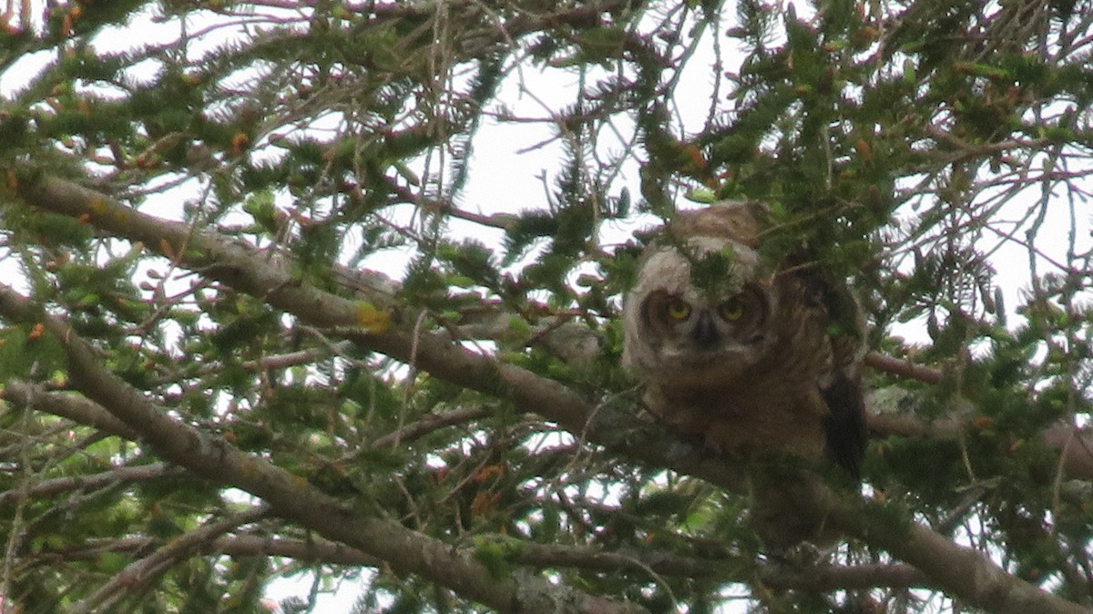 Great Horned Owl - ML345092751