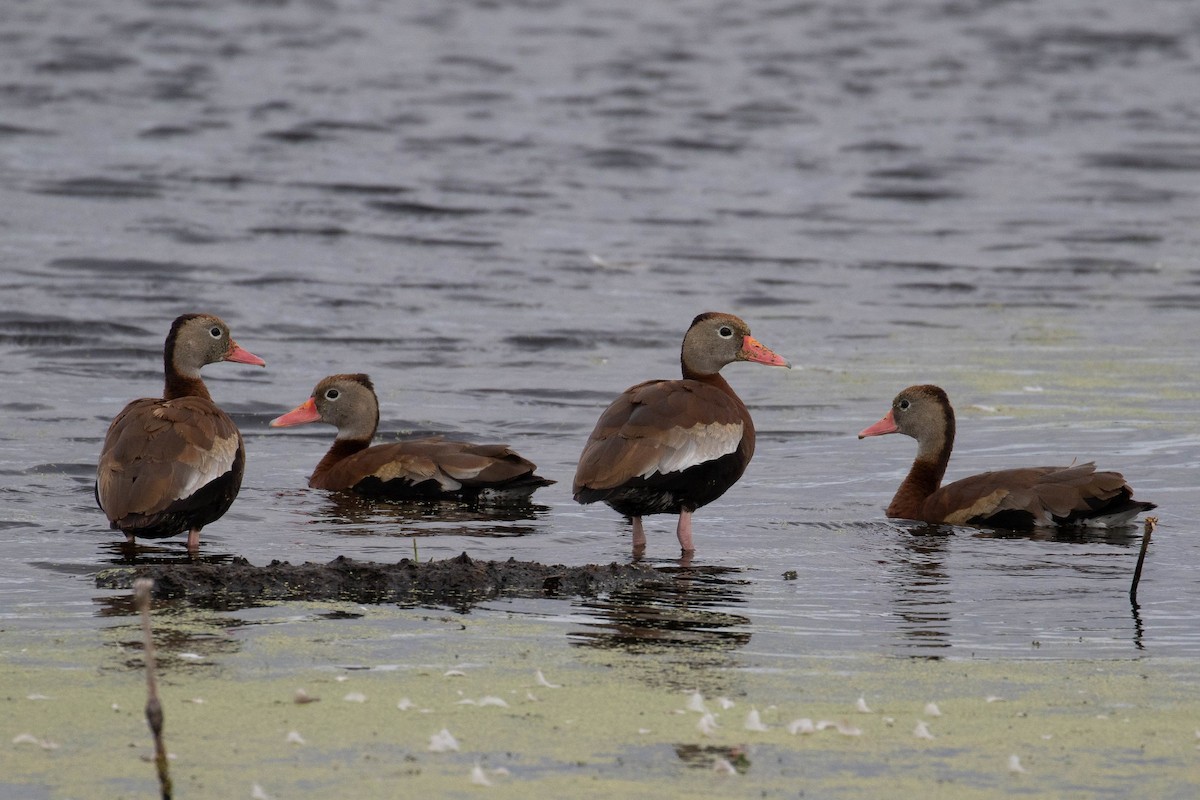 Black-bellied Whistling-Duck - Benjamin Griffith