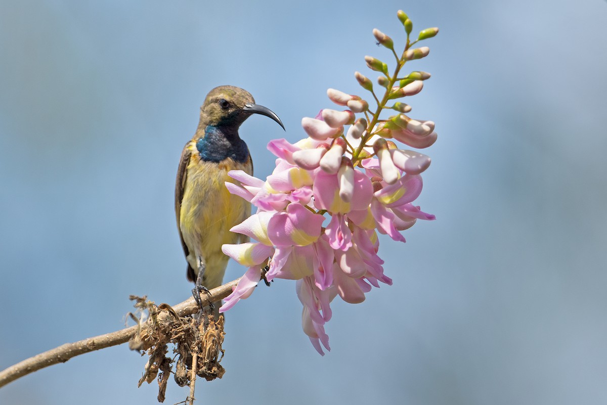 Ornate Sunbird - Aseem Kothiala
