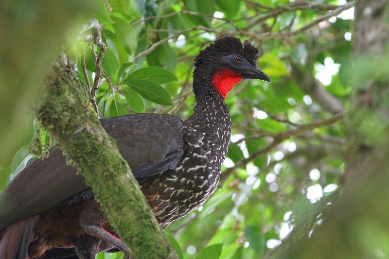 Crested Guan - ML34510251