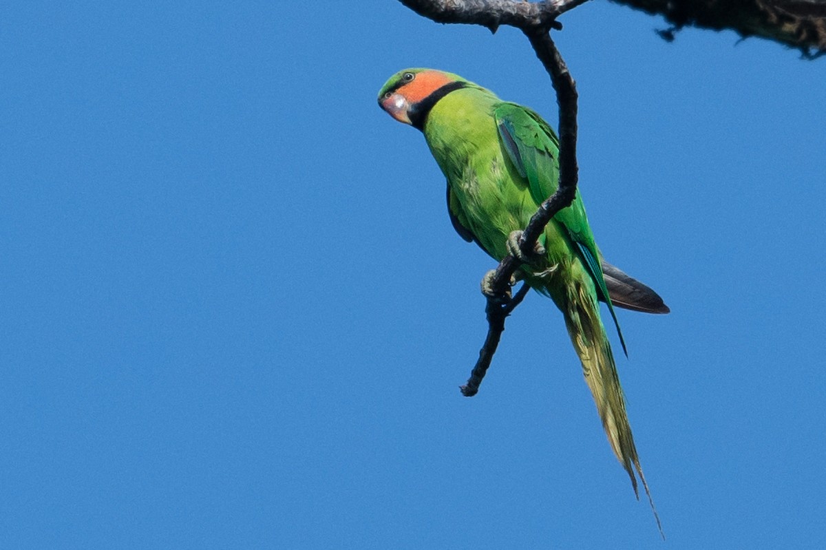 Long-tailed Parakeet - Yash Kothiala