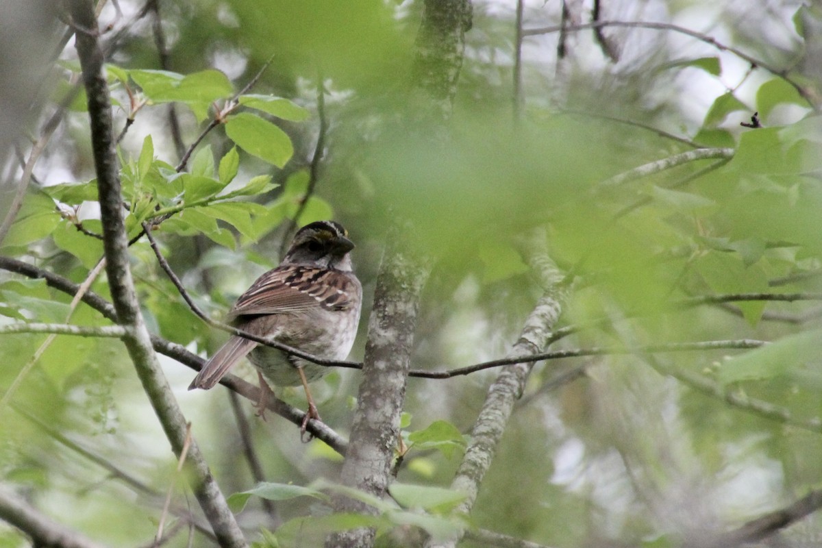 White-throated Sparrow - ML345112211