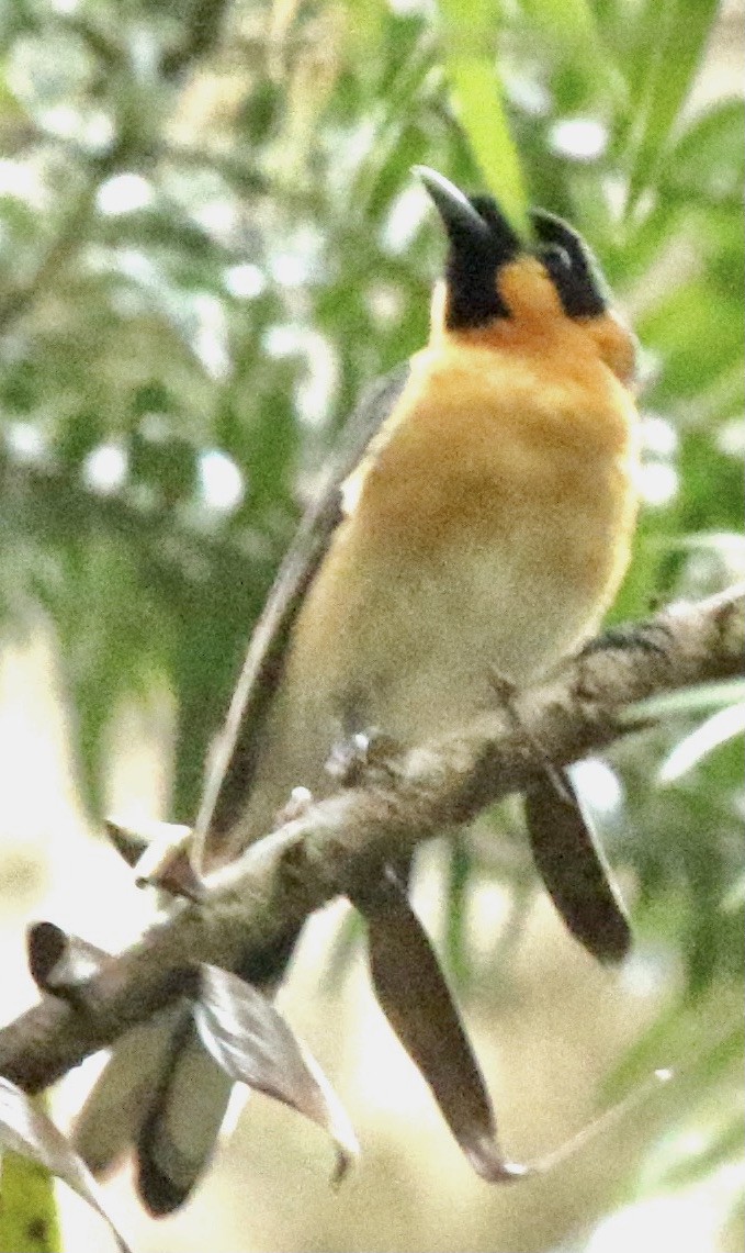 Spectacled Monarch - ML345113571