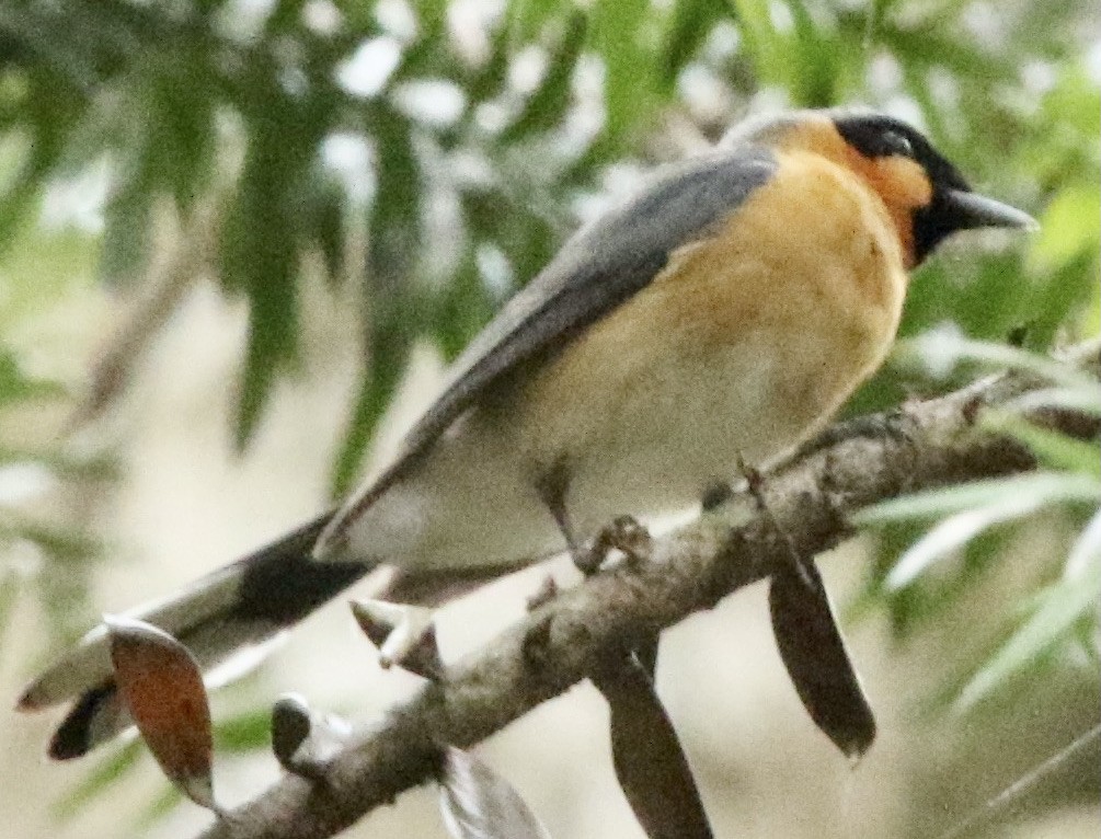 Spectacled Monarch - ML345113581