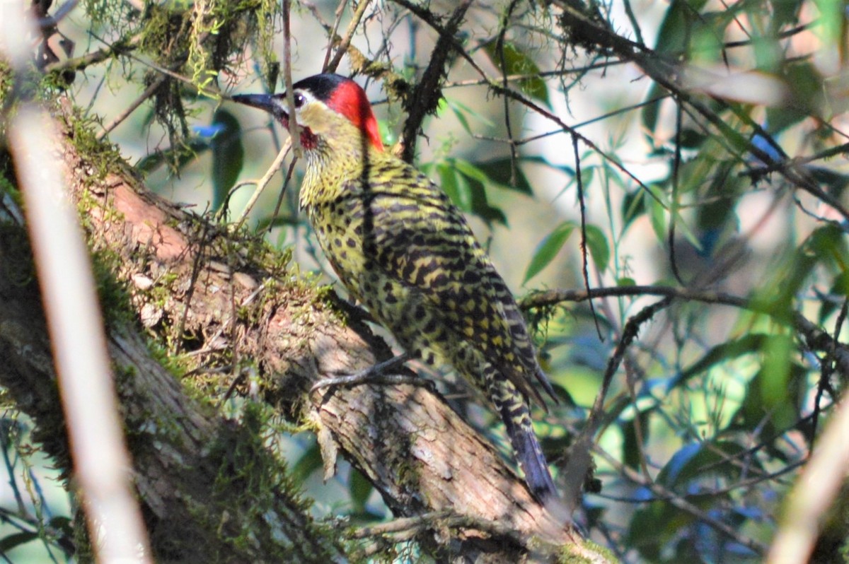 Green-barred Woodpecker - Leonardo Quintana