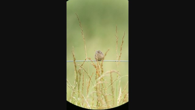 Grasshopper Sparrow - ML345114511