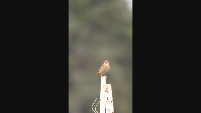 Grasshopper Sparrow - ML345114691