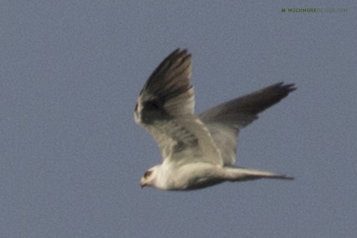 White-tailed Kite - James Muchmore