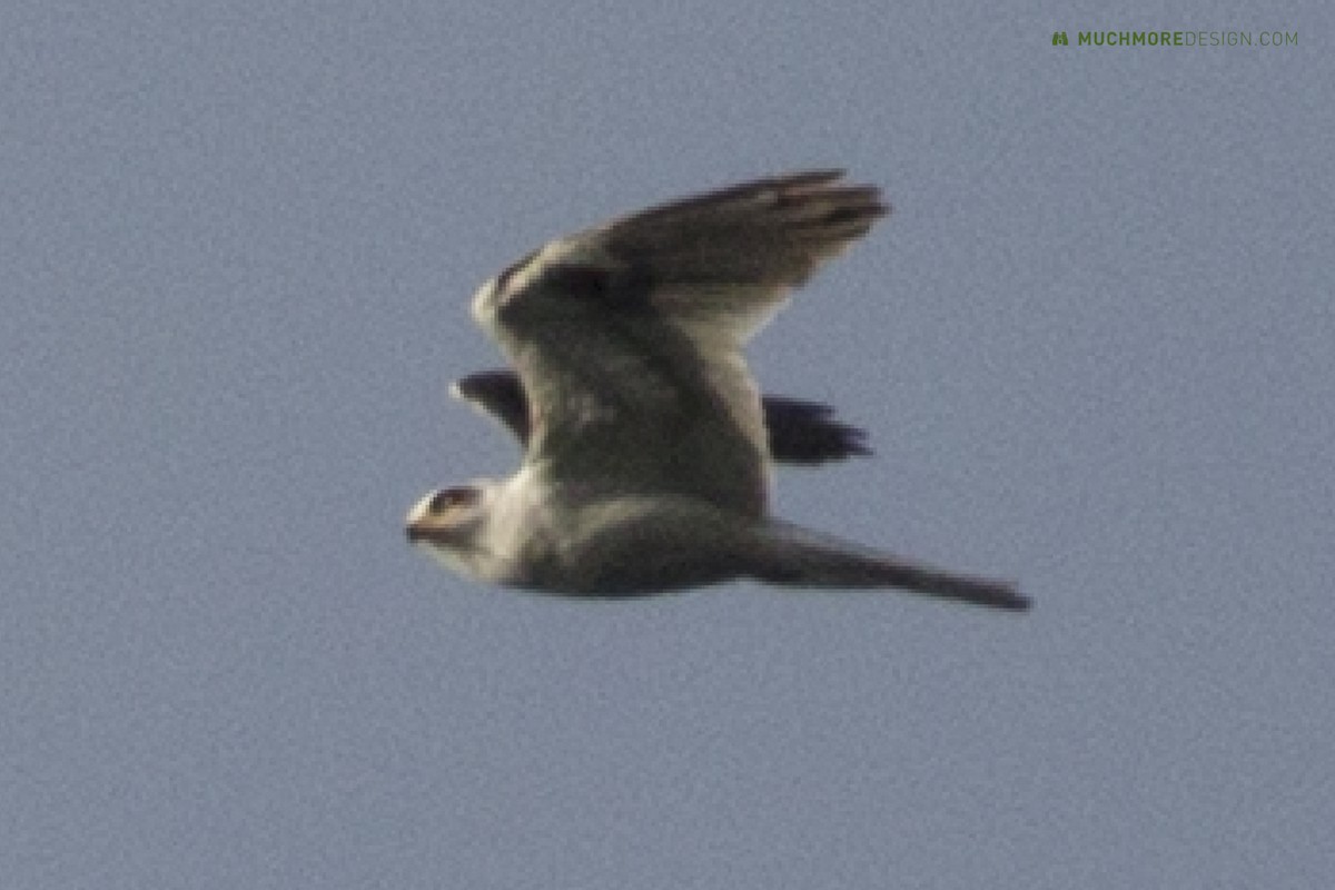 White-tailed Kite - ML34511611