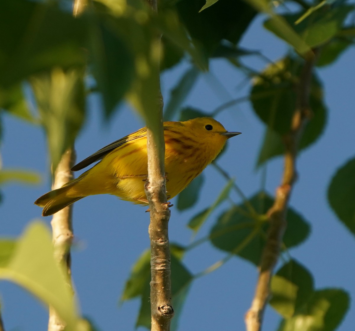 Yellow Warbler - Cathy Sheeter