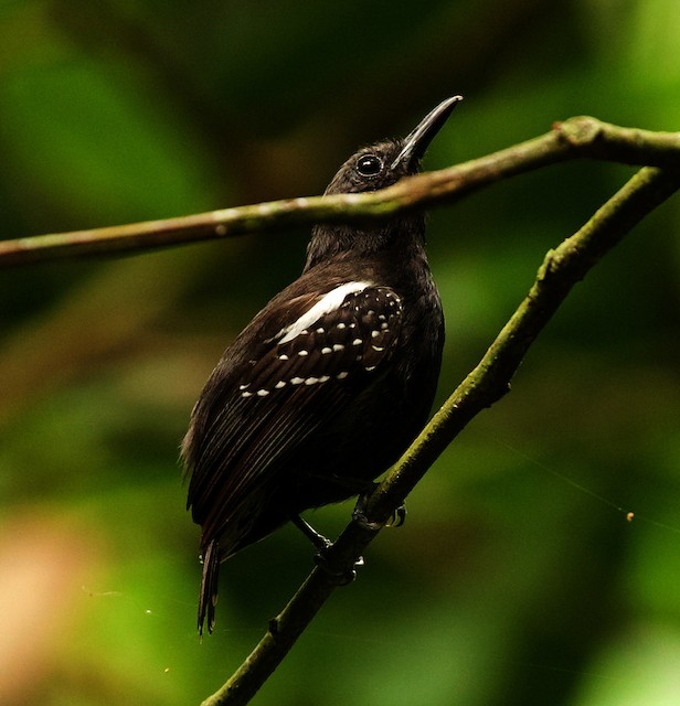 White-flanked Antwren - eBird