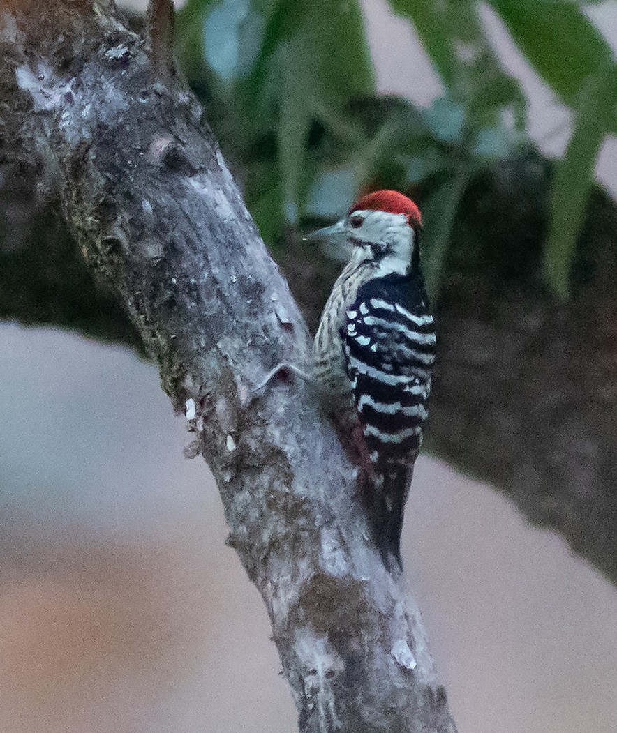 Stripe-breasted Woodpecker - ML345118241
