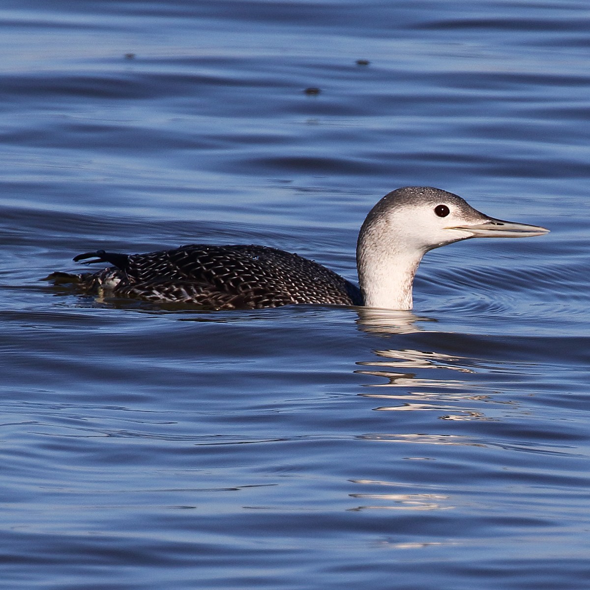 Red-throated Loon - Dan Vickers