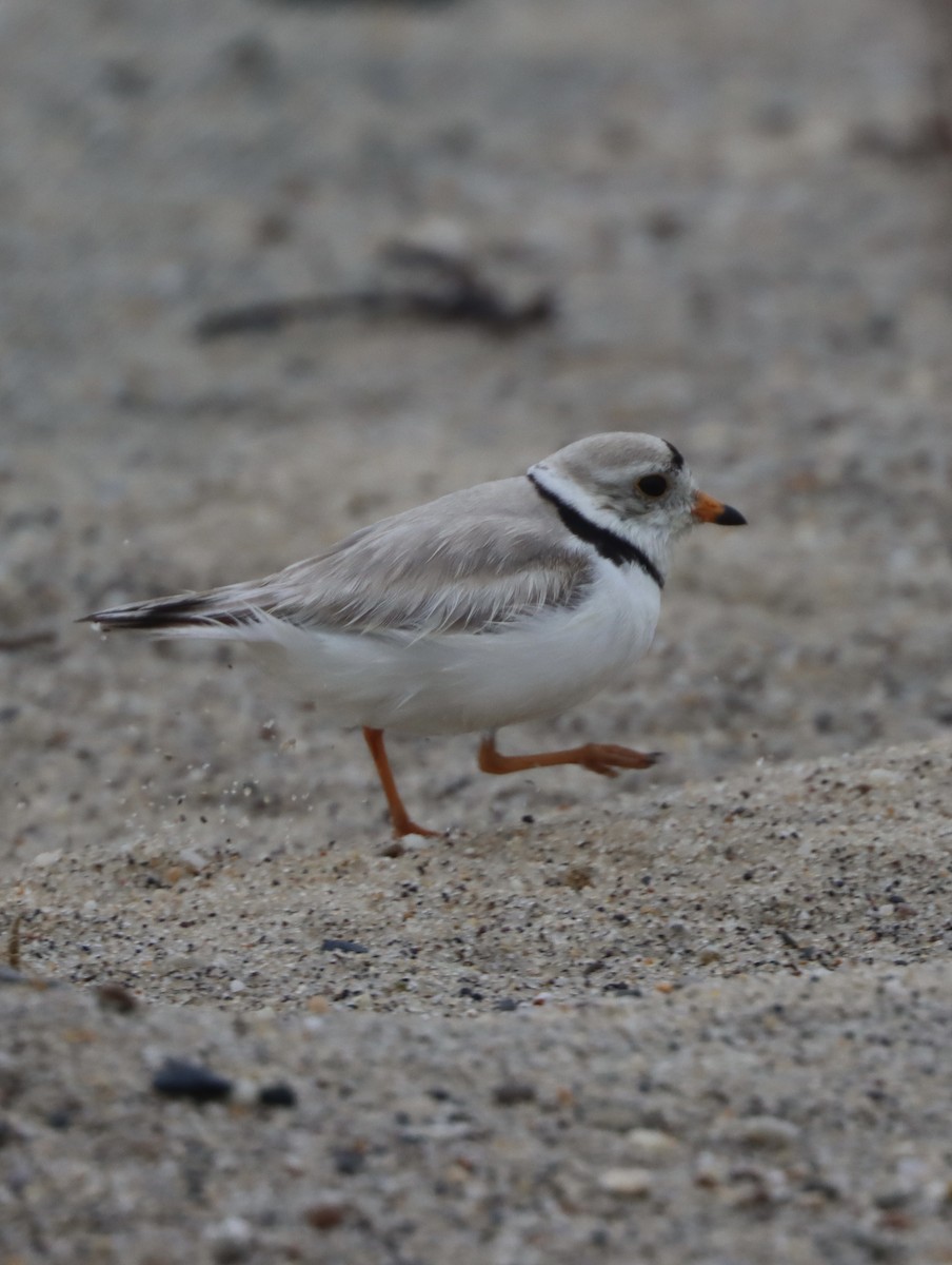 Piping Plover - ML345130151