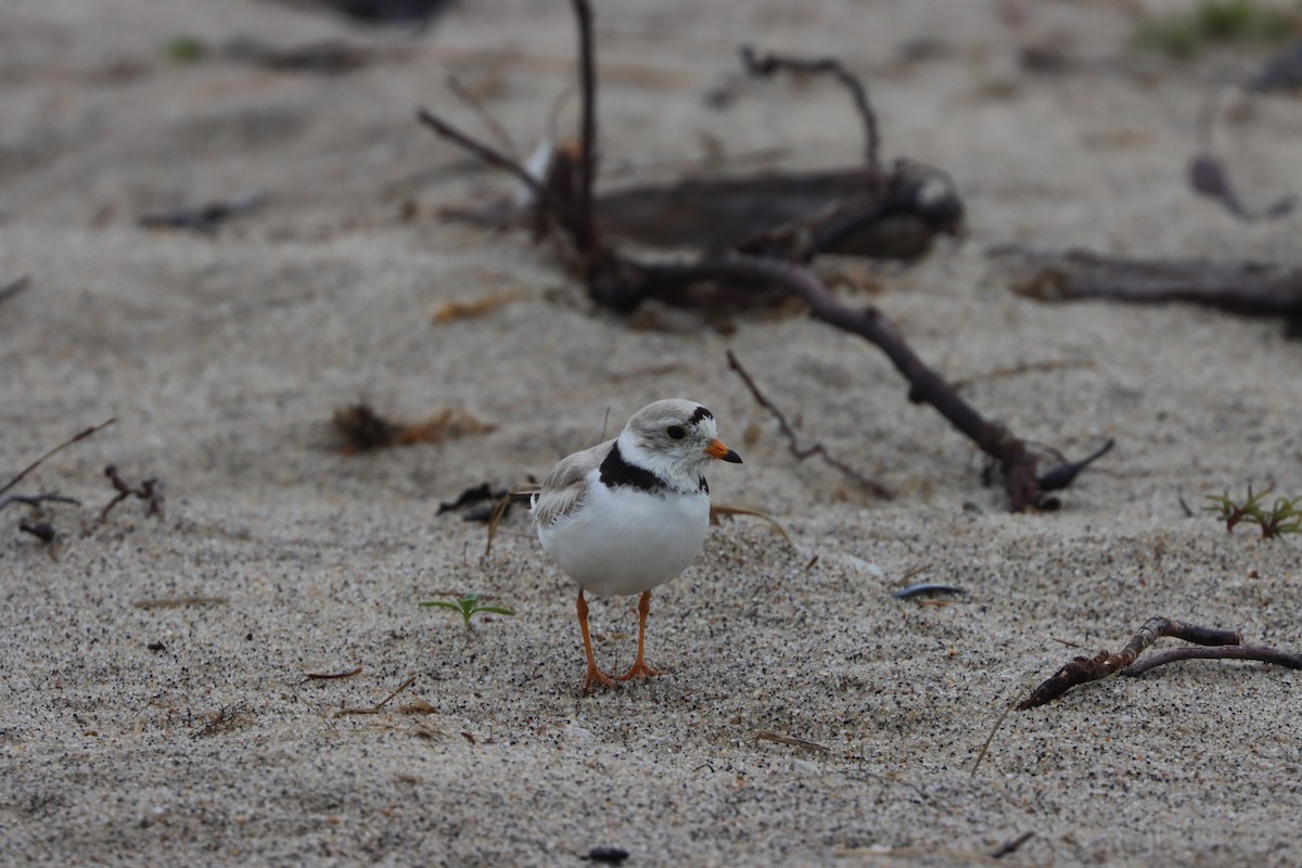 Piping Plover - ML345130201