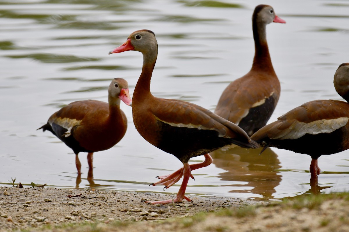 Black-bellied Whistling-Duck - P Chappell