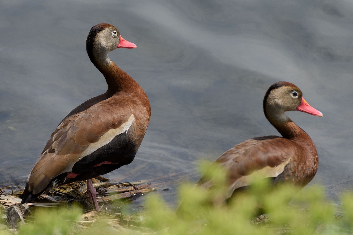 Black-bellied Whistling-Duck - Clifford Otto