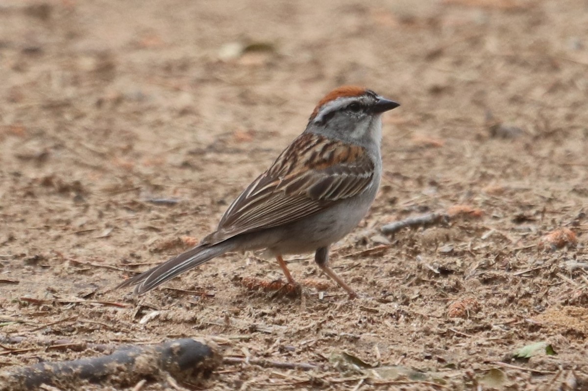 Chipping Sparrow - ML345148621