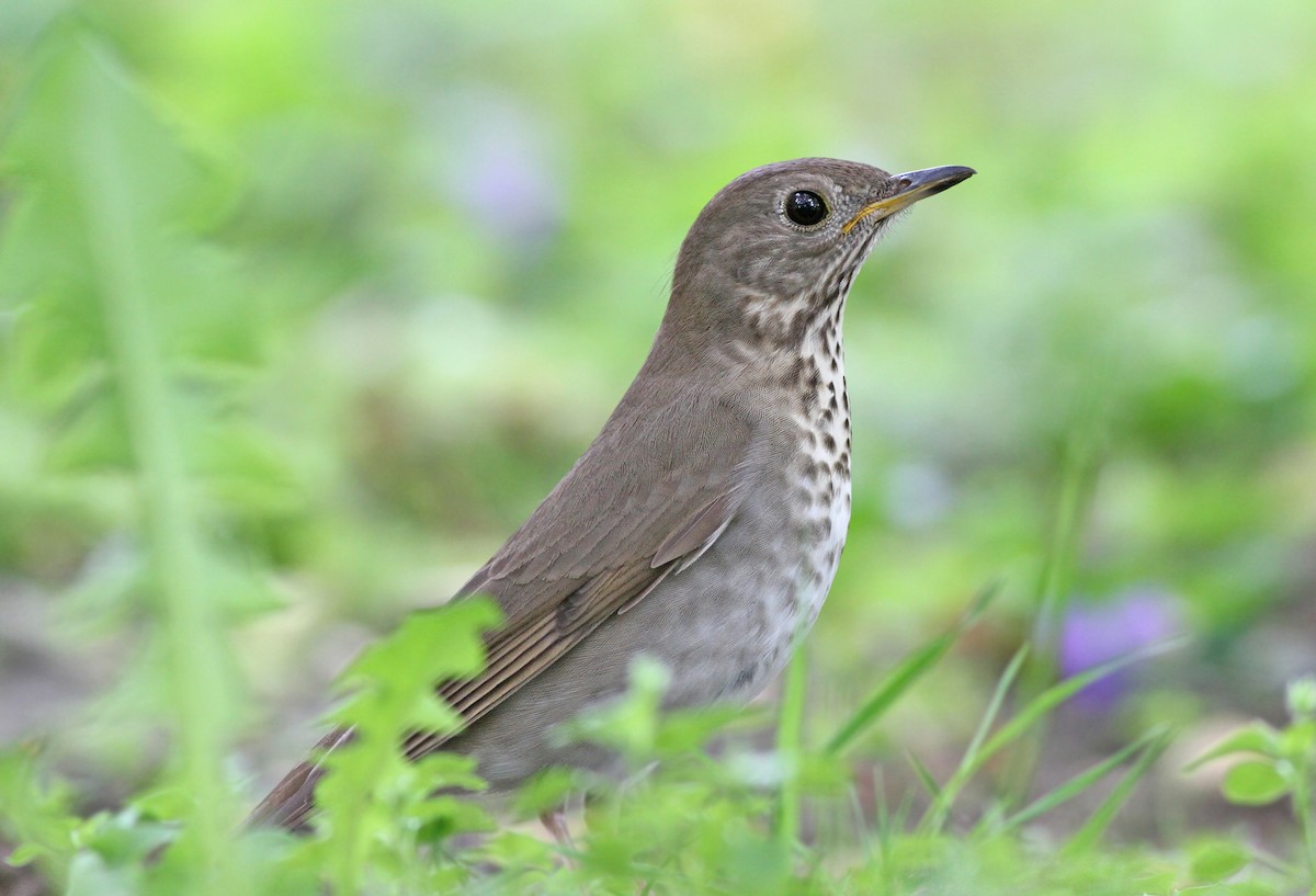 Gray-cheeked Thrush - Jeremiah Trimble