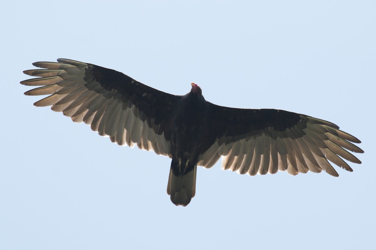 Turkey Vulture - ML34515591
