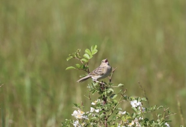Grasshopper Sparrow - ML345157291