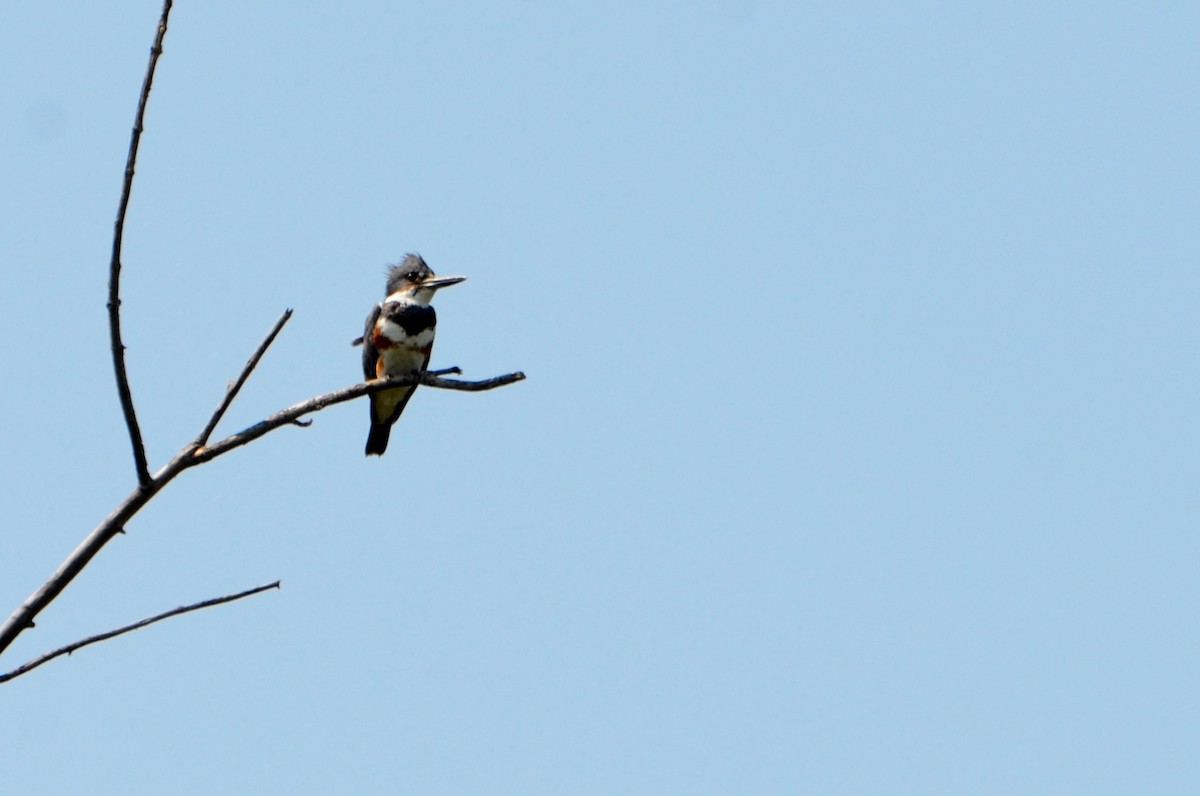 Belted Kingfisher - ML34515921