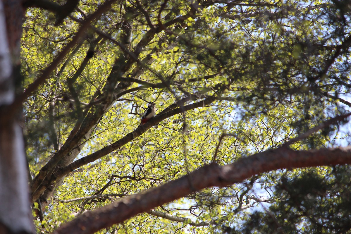 Great Spotted Woodpecker - ML345161691