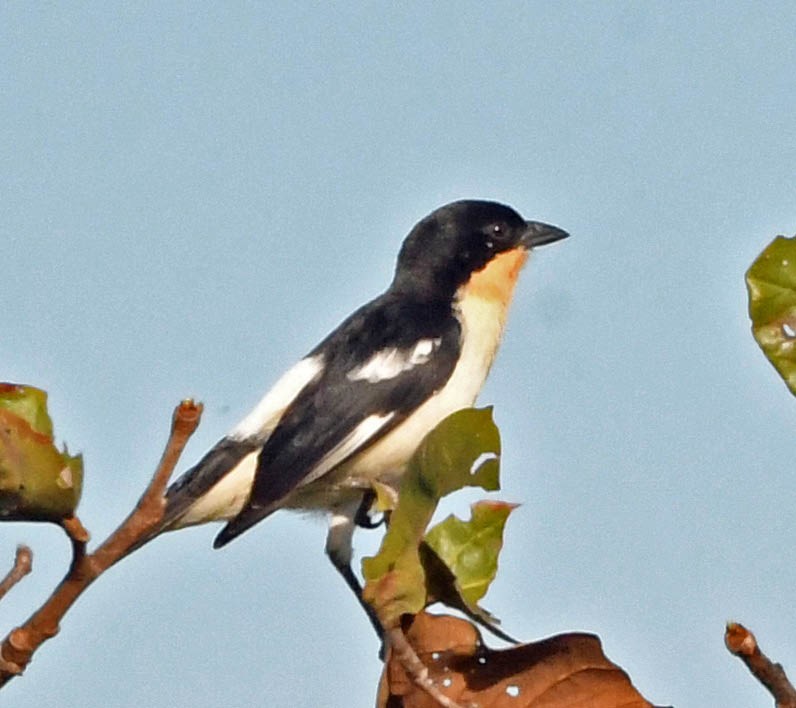 White-rumped Tanager - ML345161891