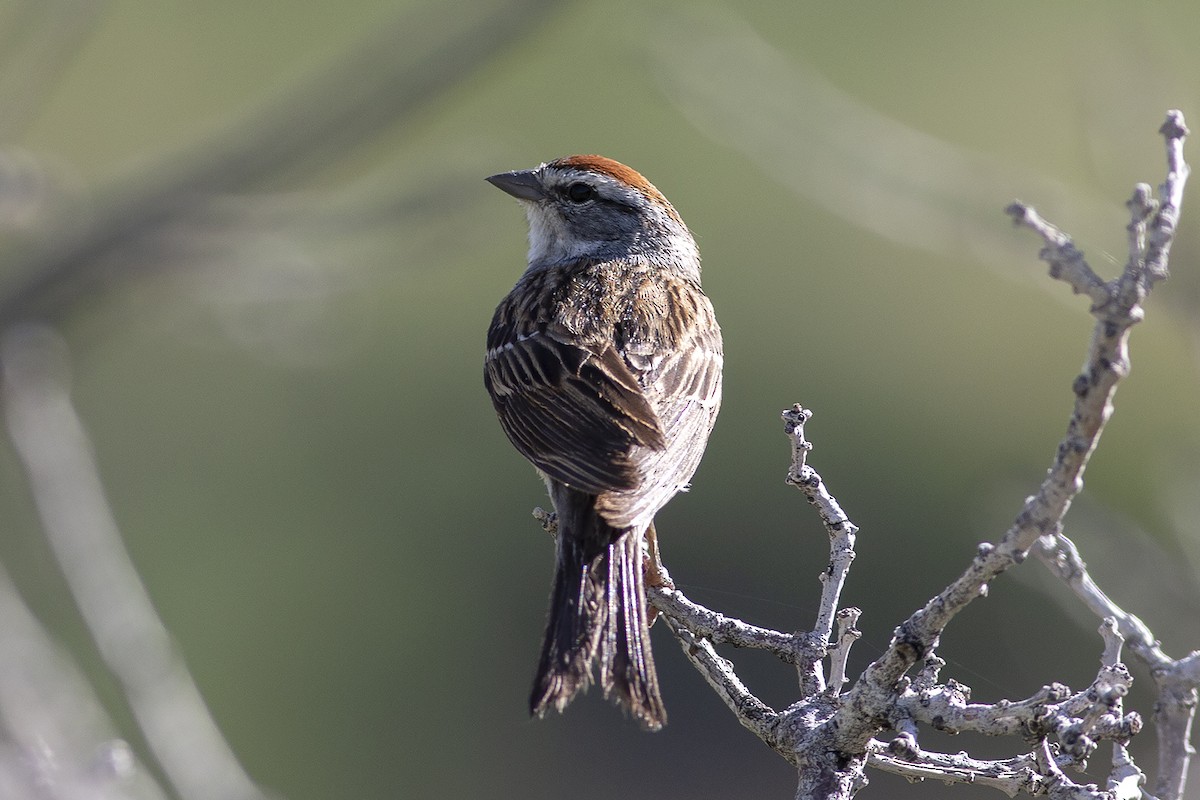Chipping Sparrow - Martin Wall